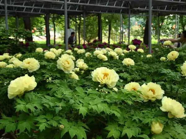 隋唐城遗址植物园